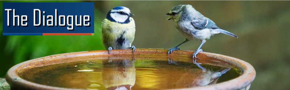 Dialogue birds chatting at bird bath